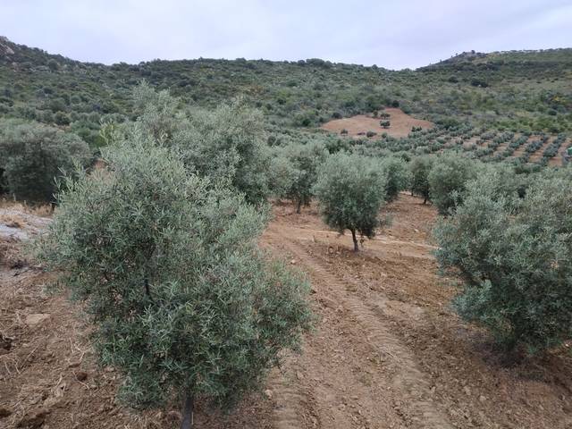 imagen 1 de Venta de campo olivar en Casabermeja (Málaga)