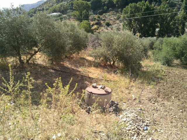 imagen 1 de Venta de olivar en Serrato (Málaga)