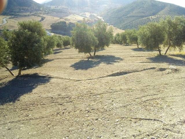 imagen 1 de Venta de olivar en Antequera (Málaga)