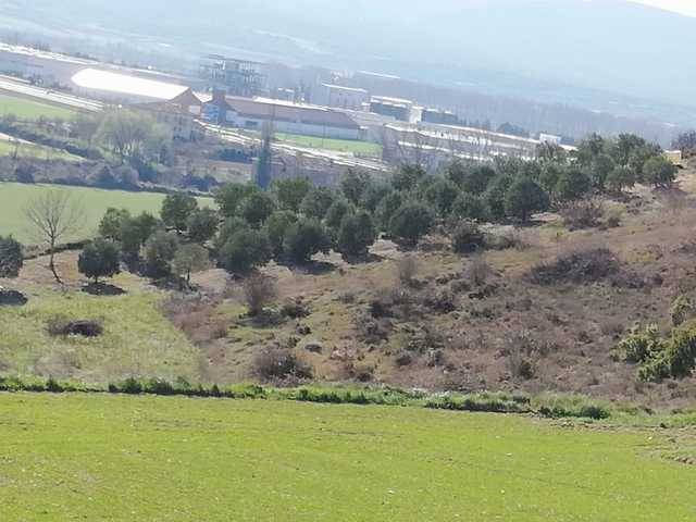 imagen 1 de Venta de olivar de arbequina en Berantevilla