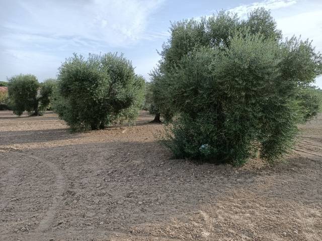 imagen 1 de Venta de olivar con muy buena ubicación en Los Palacios (Sevilla)