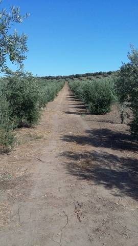 imagen 1 de Venta de olivar de regadío en Marchena (Sevilla)