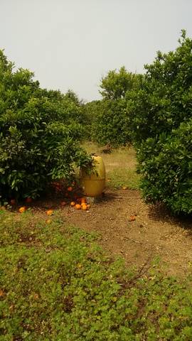 imagen 1 de Venta de finca de naranjos con riego en Dos Hermanas (Sevilla)