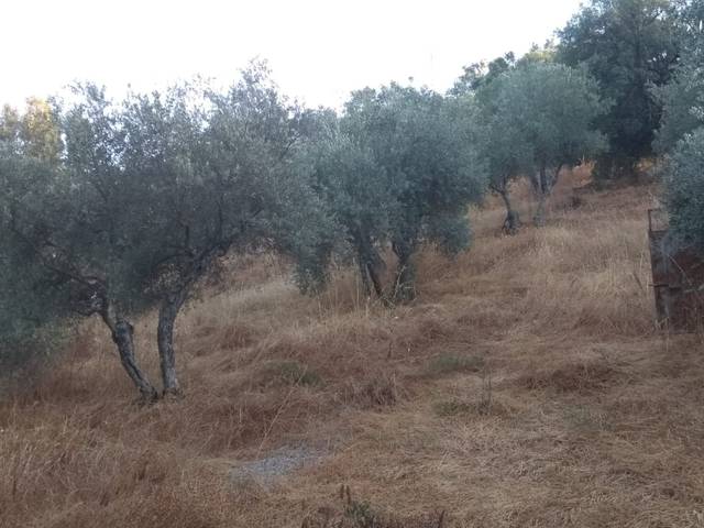 imagen 1 de Venta de parcela con olivos y alcornoques en cazalla