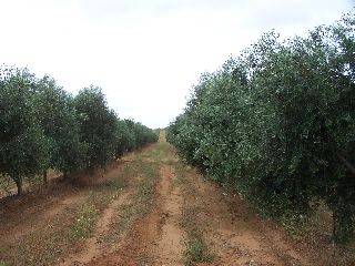 imagen 1 de Venta de fincas de olivos en Alcalá de Guadaira