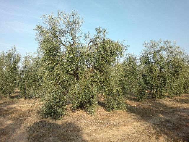 imagen 1 de Venta de finca de olivos en plena producción en Sevilla
