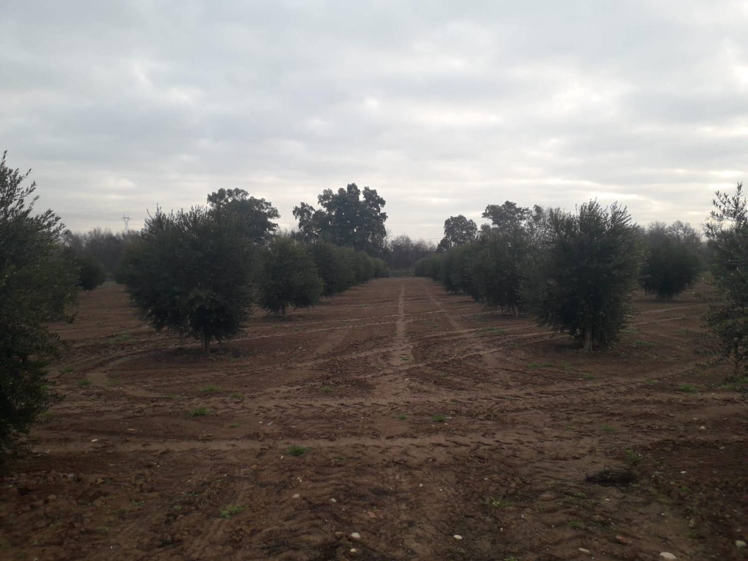imagen 1 de Preciosa finca de olivar intensivo en Andújar