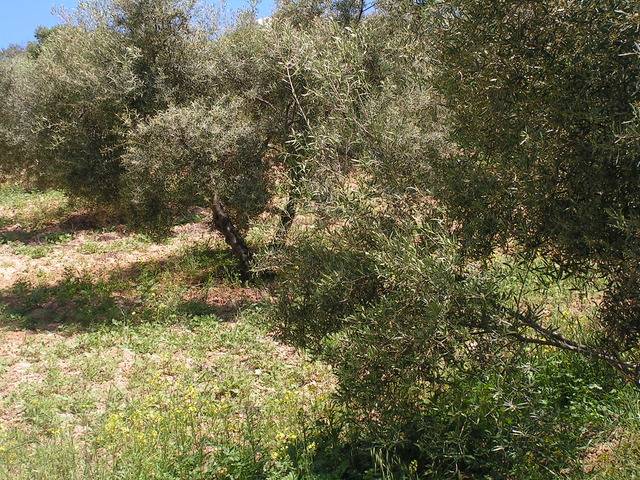 imagen 1 de Venta de finca de olivar en Pruna (Sevilla)