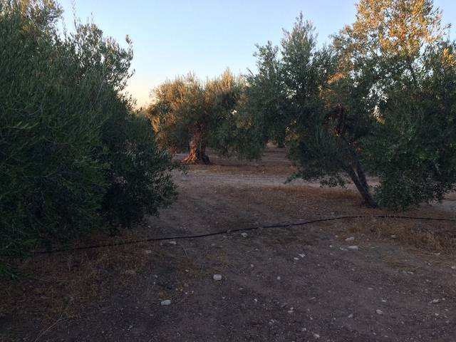 imagen 1 de Venta de olivar en Cazalla de la sierra
