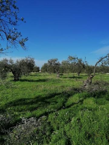 imagen 1 de Venta de finca con olivos centenarios en Pilas