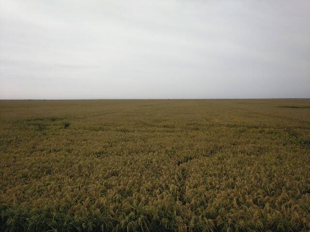imagen 1 de Venta de plantaciones de arroz en Isla Mayor