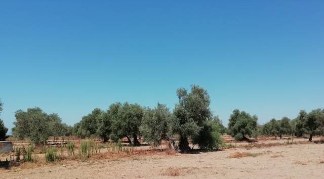 imagen 1 de Venta de olivar en Utrera (Sevilla)