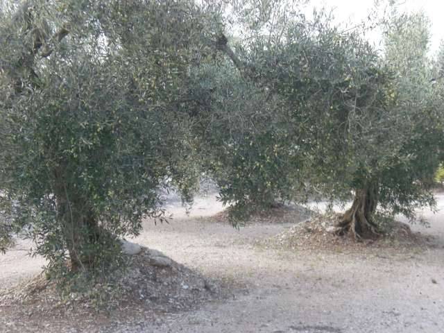 imagen 1 de Venta de finca de olivos de secano en Ulldecona