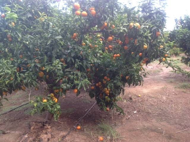 imagen 1 de Venta de finca de mandarinas en Xerta