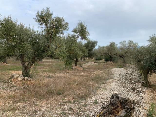 imagen 1 de Venta de finca de olivos llana en Tortosa