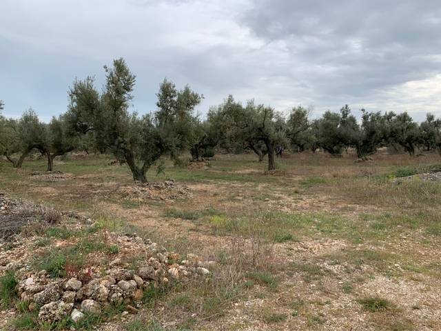 imagen 1 de Venta de finca de olivos llana en Tortosa