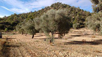imagen 1 de Venta de finca de olivos en Canseres