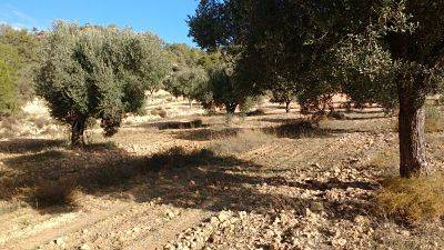 imagen 1 de Venta de finca de olivos en Canseres