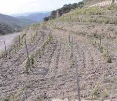 imagen 1 de Venta de viñedo en El Lloar (Tarragona)