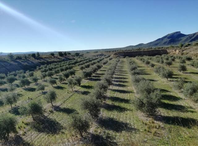 imagen 1 de Venta de olivar en ecológico en Roquetes