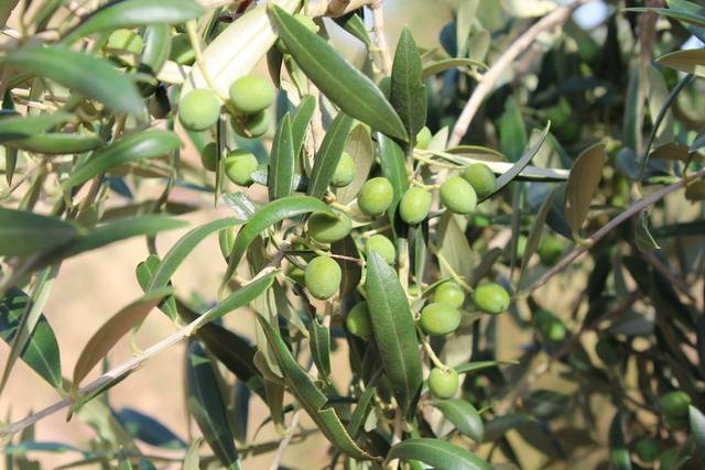 imagen 1 de Venta de bonita finca de olivos con casa Xerta