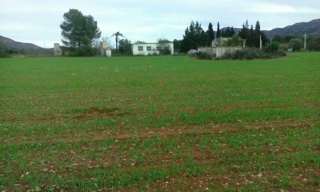 imagen 1 de Venta de finca llana de regadío en Ulldecona (Tarragona)
