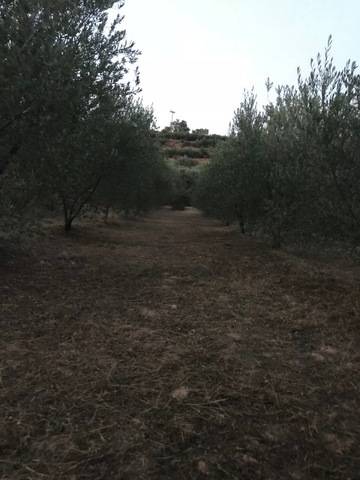 imagen 1 de Venta de finca de olivos de regadío en El Masroig