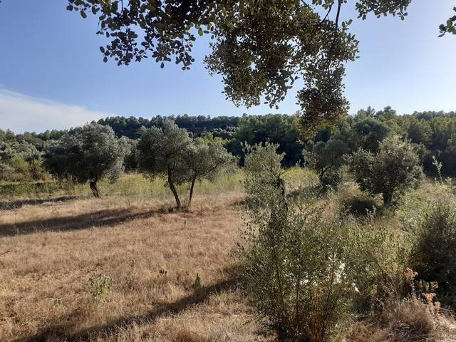 imagen 1 de Venta de finca de olivar en Horta de Sant Joan