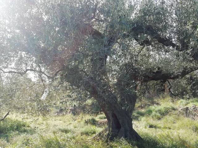 imagen 1 de Venta de terreno con olivos jóvenes en Riudecanyes