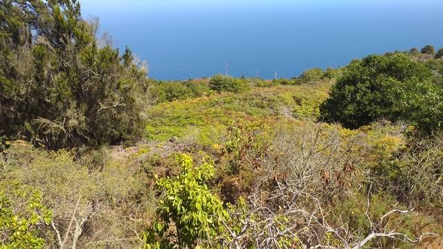 imagen 1 de Venta de terreno con bonitas vistas en Garachico (Tenerife)