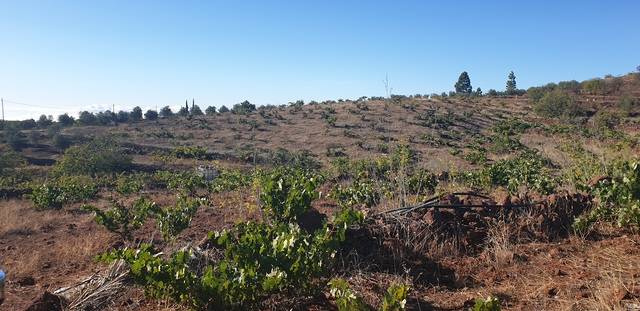 imagen 1 de Venta de finca con viñedo ecológico en Vilaflor