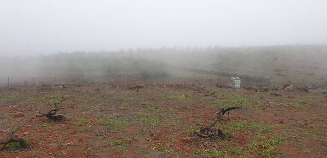 imagen 1 de Venta de finca con viñedo ecológico en Vilaflor
