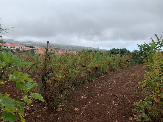 imagen 1 de Venta de viñedo con bodega en Tacoronte (Tenerife)
