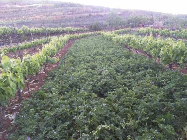 imagen 1 de Venta de finca para cultivo en Isora (Tenerife)
