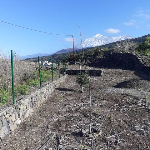 imagen 1 de Venta de varios terrenos vallados y con frutales en Fuente del Tanque (Tenerife)