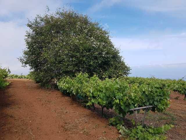 imagen 1 de Venta de viñedo en El Sauzal (Tenerife)