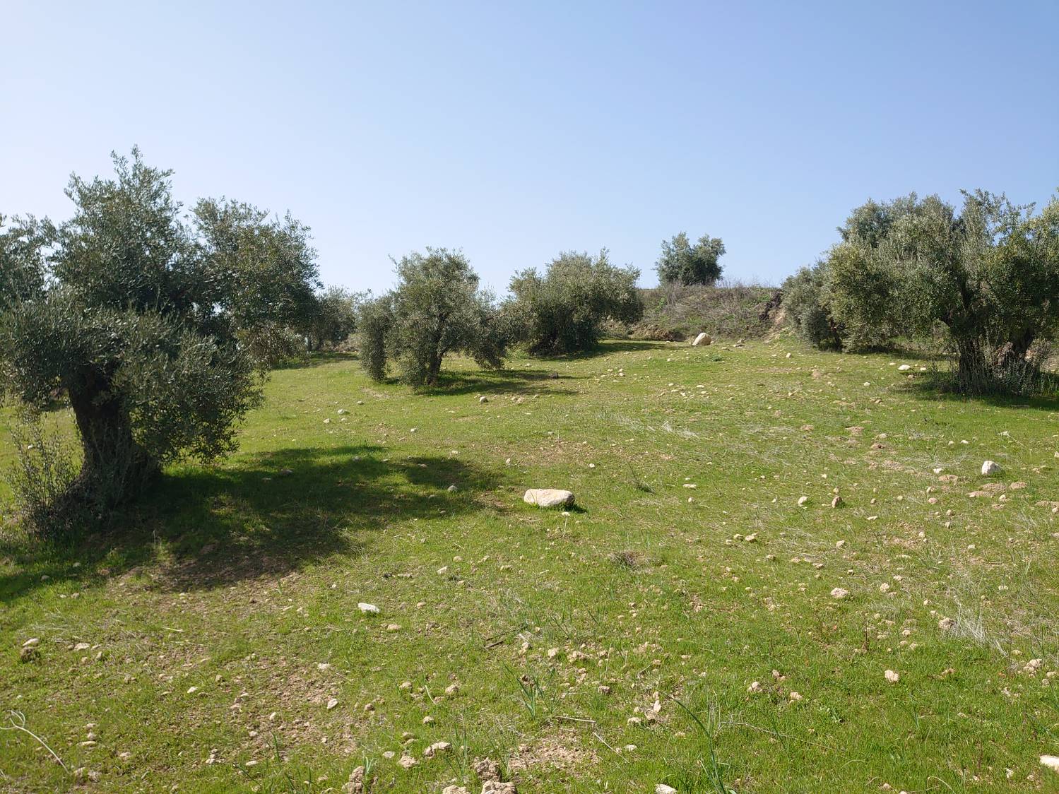 imagen 1 de Finca de olivar en Pulianas