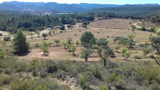 imagen 1 de Venta de finca con olivos, almendros y bonitas vistas en Monroyo