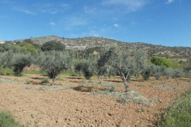 imagen 1 de Venta de olivar en Castellote (Teruel)