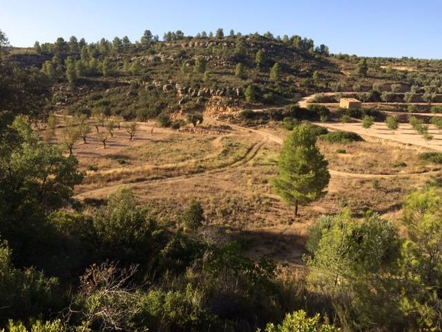 imagen 1 de Venta de finca con olivos y frutales en Calaceite (Teruel)