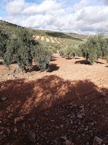 imagen 1 de Venta de terreno con olivos centenarios en Mora (Toledo)