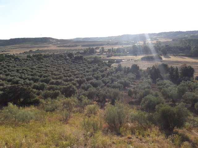 imagen 1 de Venta de olivar y huerta en La Pueblanueva (Toledo)