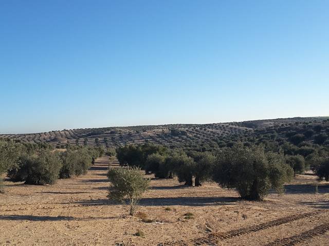 imagen 1 de Venta de olivar en Cebolla (Toledo)