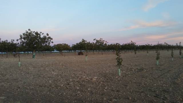 imagen 1 de Venta de terreno ideal para cultivo de pistacho en Toledo