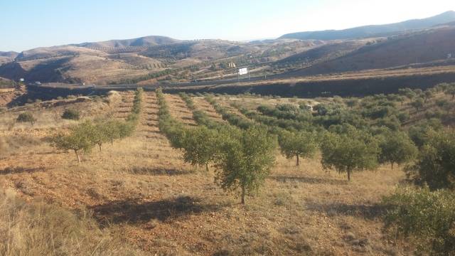 imagen 1 de Venta de olivar en Morata de Jalón (Zaragoza)