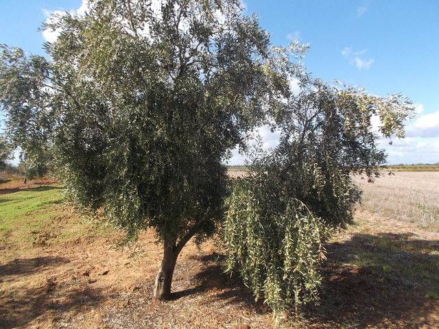 imagen 1 de Venta de finca de olivos en Rociana del Condado (Huelva)