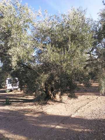 imagen 1 de Venta de finca de olivos en Córdoba