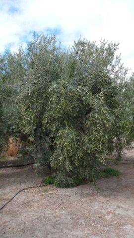 imagen 1 de Venta de finca de olivos en Almería
