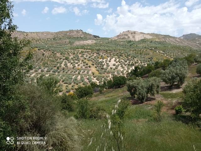 imagen 1 de Venta de terreno con olivos en Quentar (Granada)