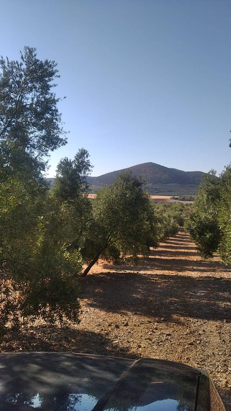 imagen 1 de Venta de olivar y finca de recreo en Antequera